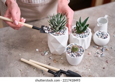 Woman planting Succulent haworthia Plant into White ceramic Pot - Powered by Shutterstock