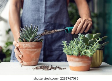 Woman planting succulent plant into new pot, home gardening  concept