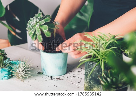 Woman is planting succulent plant in the new marbled color planter, turquoise blue or green mint color, the process of creation of the indoor garden