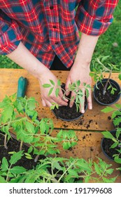 Woman Planting Tomato Seedling