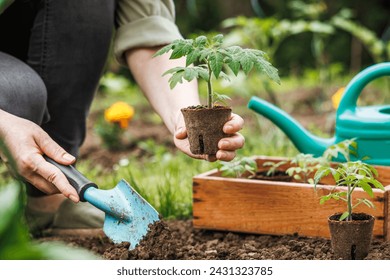 Woman is planting tomato seedling with biodegradable peat pot into soil at vegetable garden. Spring organic gardening - Powered by Shutterstock