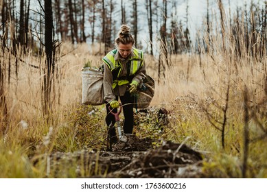 Woman planting trees in forest using shovel. Female forester planting seedlings in deforested area.