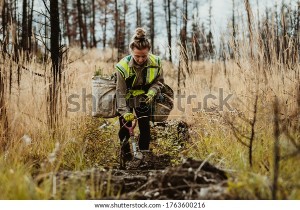 Woman planting trees in\
forest using shovel. Female forester planting seedlings in\
deforested area.
