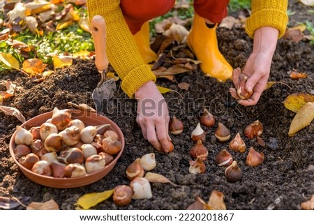 Woman planting tulip bulbs in a flower bed during a beautiful sunny autumn afternoon. Growing tulips. Fall gardening jobs background.