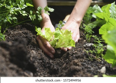 Woman Planting Vegetables In Garden, Close Up