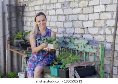 Woman Planting Vegetables And Herbs. Fresh Plants And Soil. Rustic Background. Agriculture, Horticulture,  Plant Seed Growing, Spring, Vegetable Gardening In Small Space, Vegetable Growing