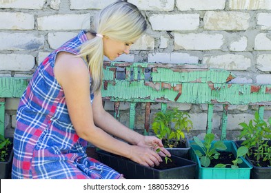 Woman Planting Vegetables And Herbs. Fresh Plants And Soil. Rustic Background. Agriculture, Horticulture,  Plant Seed Growing, Spring, Vegetable Gardening In Small Space, Vegetable Growing