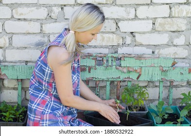 Woman Planting Vegetables And Herbs. Fresh Plants And Soil. Rustic Background. Agriculture, Horticulture,  Plant Seed Growing, Spring, Vegetable Gardening In Small Space, Vegetable Growing