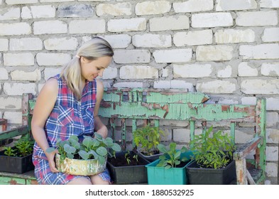 Woman Planting Vegetables And Herbs. Fresh Plants And Soil. Rustic Background. Agriculture, Horticulture,  Plant Seed Growing, Spring, Vegetable Gardening In Small Space, Vegetable Growing