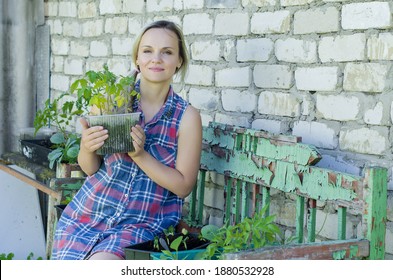 Woman Planting Vegetables And Herbs. Fresh Plants And Soil. Rustic Background. Agriculture, Horticulture,  Plant Seed Growing, Spring, Vegetable Gardening In Small Space, Vegetable Growing