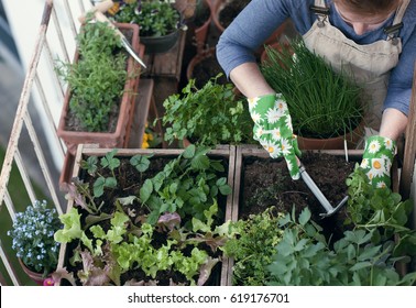 Woman planting vegetables and herbs in high bed on balcony