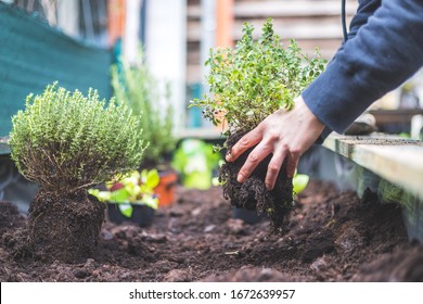 Woman is planting vegetables and herbs in raised bed. Fresh plants and soil.