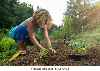 Woman Planting Young Plants In Garden Soil. 