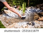 a woman plants aquatic plants in special pots in a new garden pond, with waterfall and pump