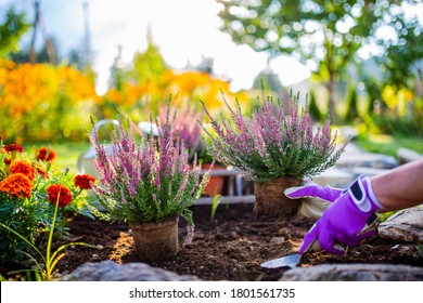 A woman plants autumn heathers in the garden. - Powered by Shutterstock