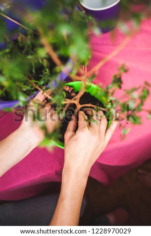 Similar – Image, Stock Photo Woman hands showing to girl young seedlings in pot