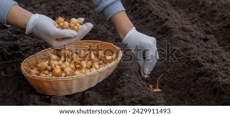A woman plants an onion in the ground to grow onions.nature