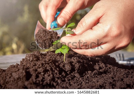 Similar – Image, Stock Photo Dirty boy hands holding small young herbal sprout plant