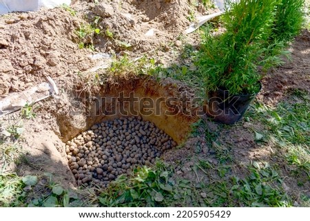 a woman plants a thuja, planting a coniferous tree thuja. the woman's hands are removed from the pot and planted in a specially prepared hole for the plant.pot with plant roots