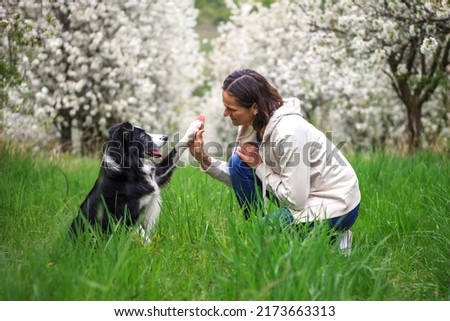 Woman playing with her dog in spring orchard. Pet owner is doing obedience training her border collie outdoors