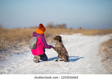 German Shorthaired Pointer Puppy Funny Images Stock Photos