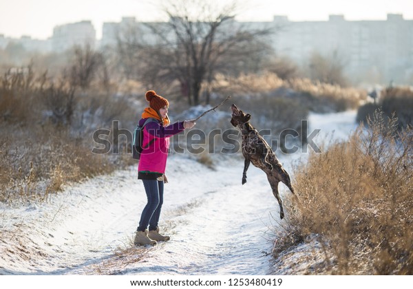 Woman Playing Her German Shorthaired Pointer Stock Photo Edit Now