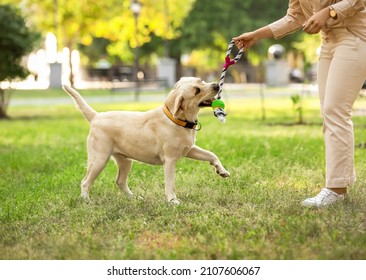 Woman playing with Labrador in park on summer day - Shutterstock ID 2107606067