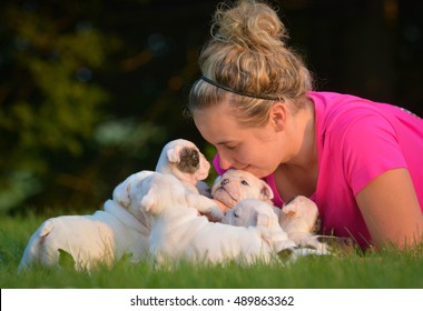 Woman Playing With Litter Of English Bulldog Puppies Outside