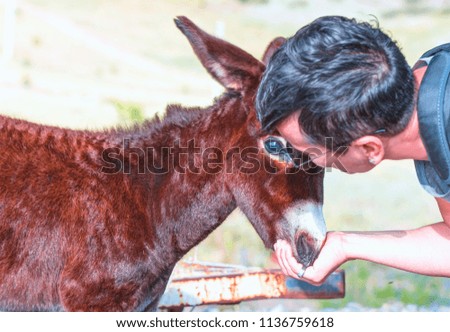 Woman playing naturally cute baby donkey