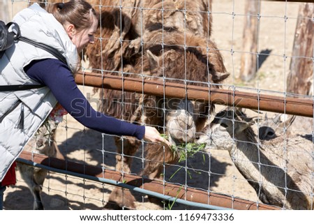 woman is playing in the park outside garden zoo and feeding camel in summer spring time
