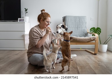 Woman plays with dogs and gives them dog biscuit .Moment of training dog. Teaching commands. Concept of raising domestic dog. - Powered by Shutterstock