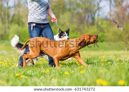 woman plays with a Rhodesian ridgeback dog on the meadow