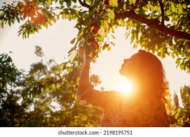 A woman plucks cherries from a tree. The girl is happy from the natural treat. Harvesting in the cherry orchard. Delicious fresh juicy cherries.