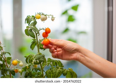 A woman plucks ripe, yellow tomatoes growing on the windowsill. - Powered by Shutterstock