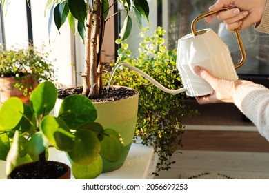 Woman pour water in flower pot with indoor houseplant on windowsill from watering can. Cropped image of female working with plants as hobby or leisure occupation. Taking care of home garden concept - Shutterstock ID 2056699253