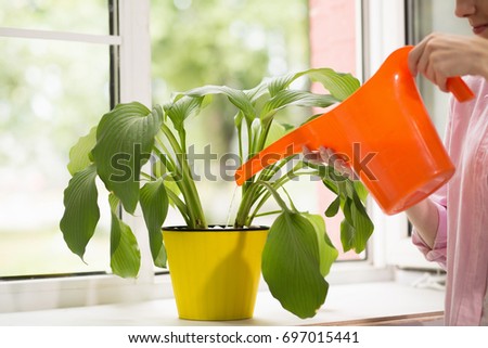 Woman pouring plant with water can. Female watering plant in yellow flower pot with orange water can.