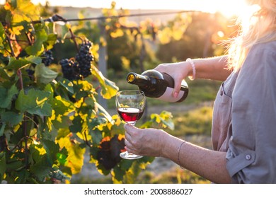 Woman pouring red wine into drinking glass at vineyard. Sommelier tasting wine outdoors during sunset