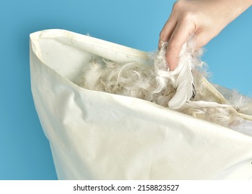 Woman pours bird feathers into a pillow. Feather pillow stuffing