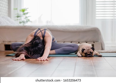 Woman Practice Yoga With Dog Pug Breed Enjoy And Relax With Yoga In Bedroom,Healthy Girl Doing Yoga Child Pose Exercise With Dog Together,Recreation With Dog Concept