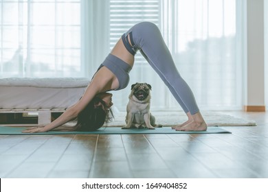woman practice yoga Downward Facing dog or yoga Adho Mukha Svanasana pose to meditation with her dog pug breed enjoy and relax with yoga at home,Recreation with Dog Concept