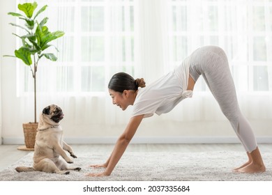 woman practice yoga Downward Facing dog or yoga Adho Mukha Svanasana pose to meditation and kissing her dog pug breed enjoy and relax with yoga in bedroom,Recreation with Dog Concept - Shutterstock ID 2037335684