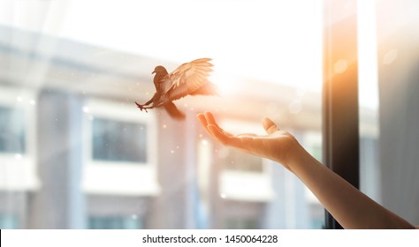 Woman praying and free bird enjoying nature from window at home on sunset background, hope concept - Shutterstock ID 1450064228