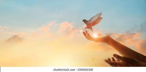 Woman praying and free bird enjoying nature on sunset background, hope concept  - Shutterstock ID 1504342100