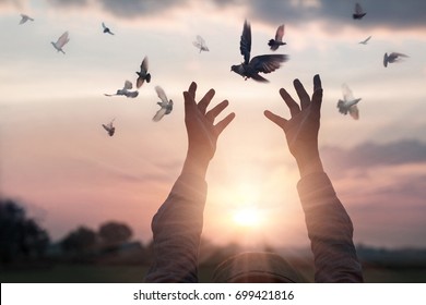 Woman praying and free bird enjoying nature on sunset background, hope concept  - Shutterstock ID 699421816