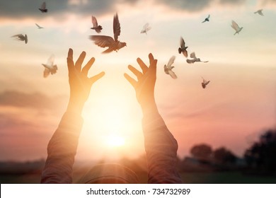 Woman praying and free bird enjoying nature on sunset background, hope concept  - Shutterstock ID 734732989