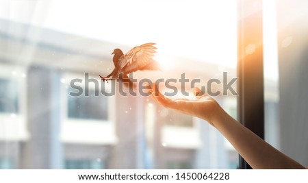 Woman praying and free bird enjoying nature from window at home on sunset background, hope concept
