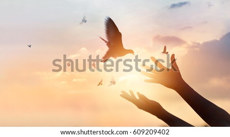 Woman praying and free bird enjoying nature on sunset background, hope concept 