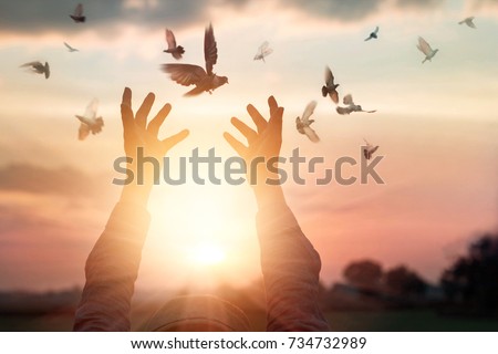 Woman praying and free bird enjoying nature on sunset background, hope concept 