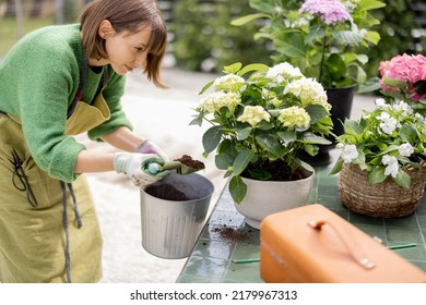 Woman prepares ground before planting hydrangeas in pot on table outdoors. Concept of gardening and floristic