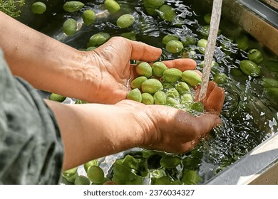 Woman preparing fermented olives, washing it in washbasin in the kitchen. Autumn vegetables canning. Healthy homemade food. Conservation of harvest. - Powered by Shutterstock